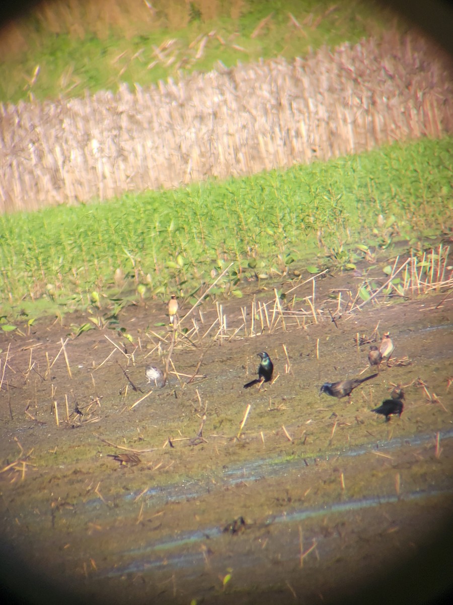 Common Grackle - Rhiannon Thunell