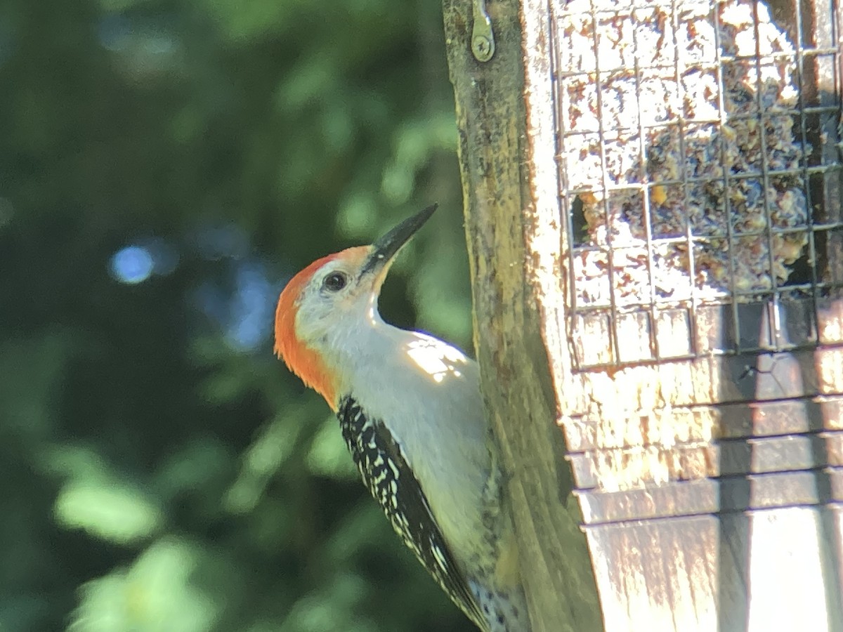 Red-bellied Woodpecker - ML620886810