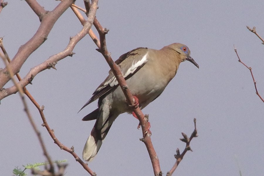 White-winged Dove - ML620886812