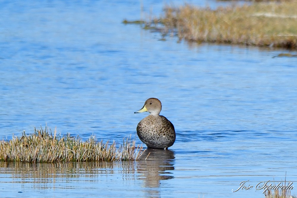 Yellow-billed Pintail - ML620886813