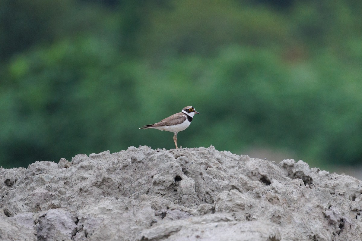 Little Ringed Plover - ML620886816