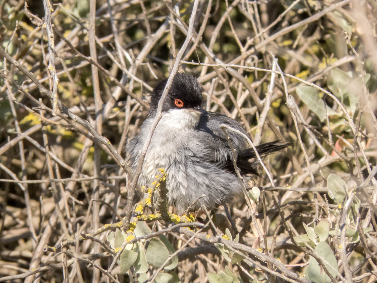 Sardinian Warbler - ML620886819