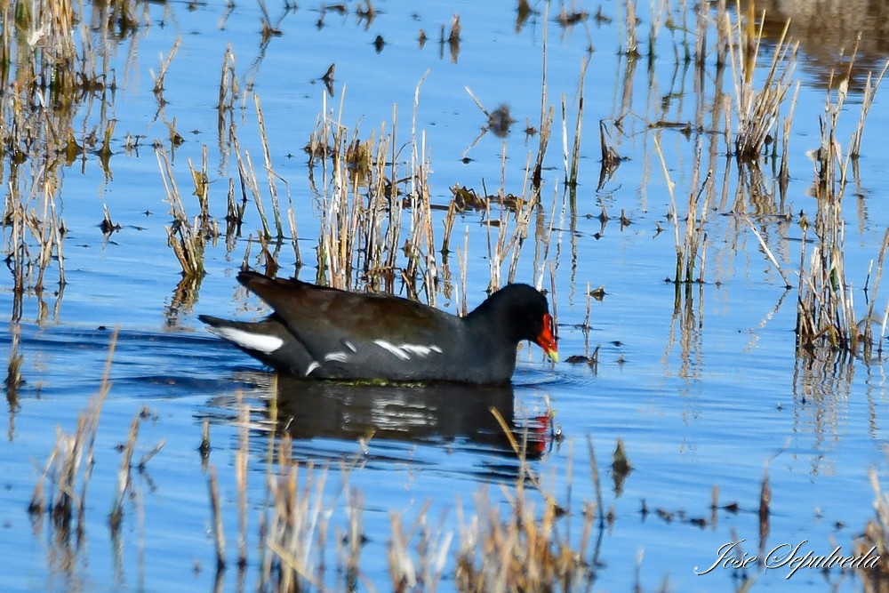 Gallinule d'Amérique - ML620886824