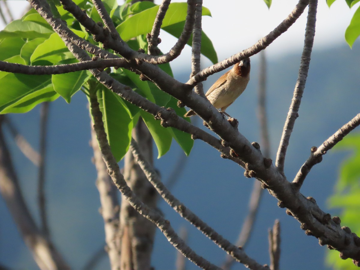 Scaly-breasted Munia - ML620886826