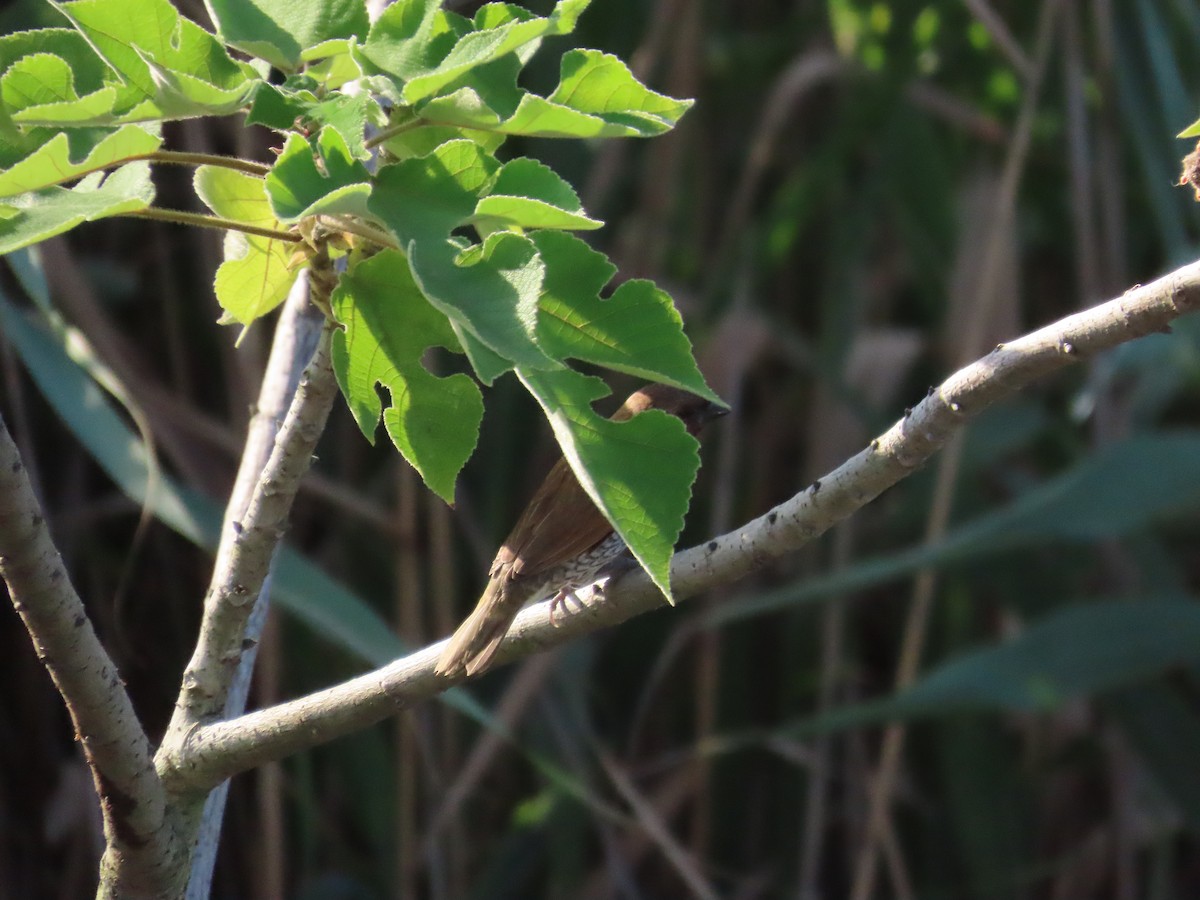 Scaly-breasted Munia - ML620886827