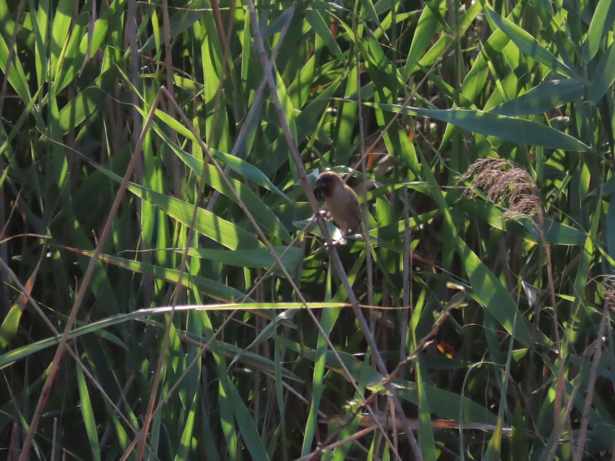 Scaly-breasted Munia - 韋勳 陳