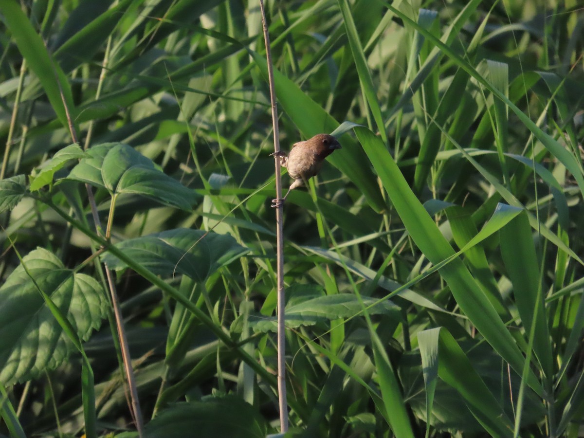 Scaly-breasted Munia - 韋勳 陳