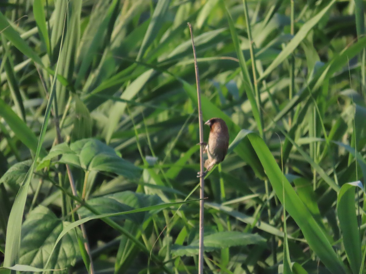 Scaly-breasted Munia - 韋勳 陳