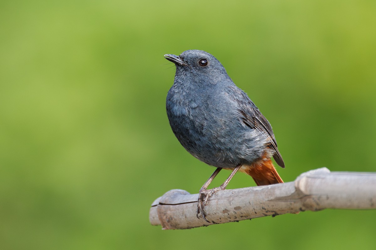 Plumbeous Redstart - ML620886845