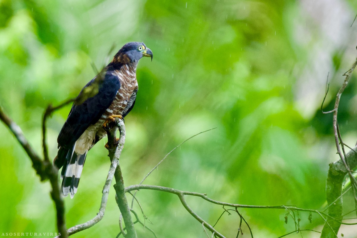 Hook-billed Kite - ML620886846