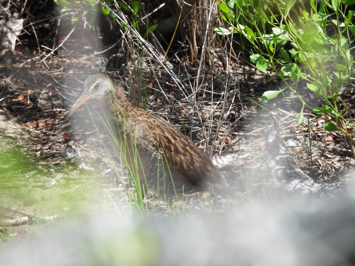 Clapper Rail - ML620886848