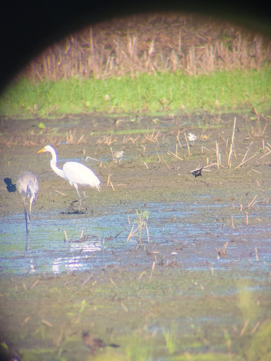 Great Egret - ML620886850