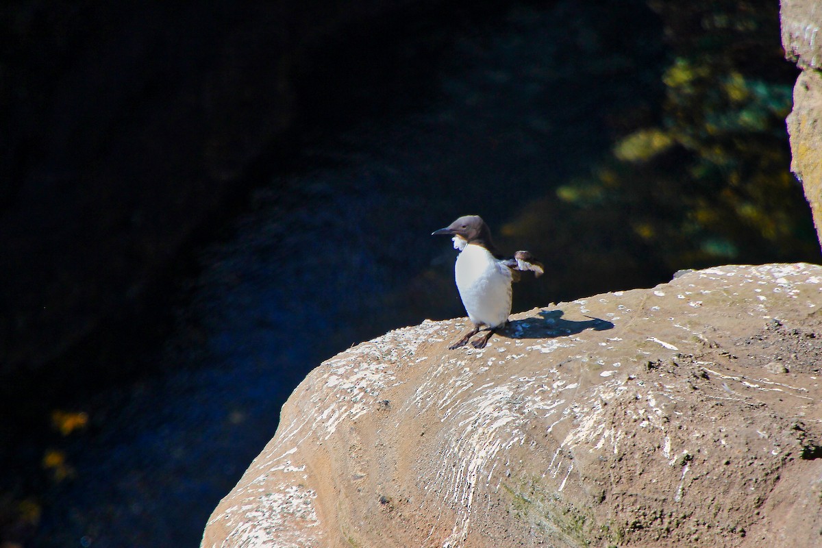 Common Murre - ML620886855