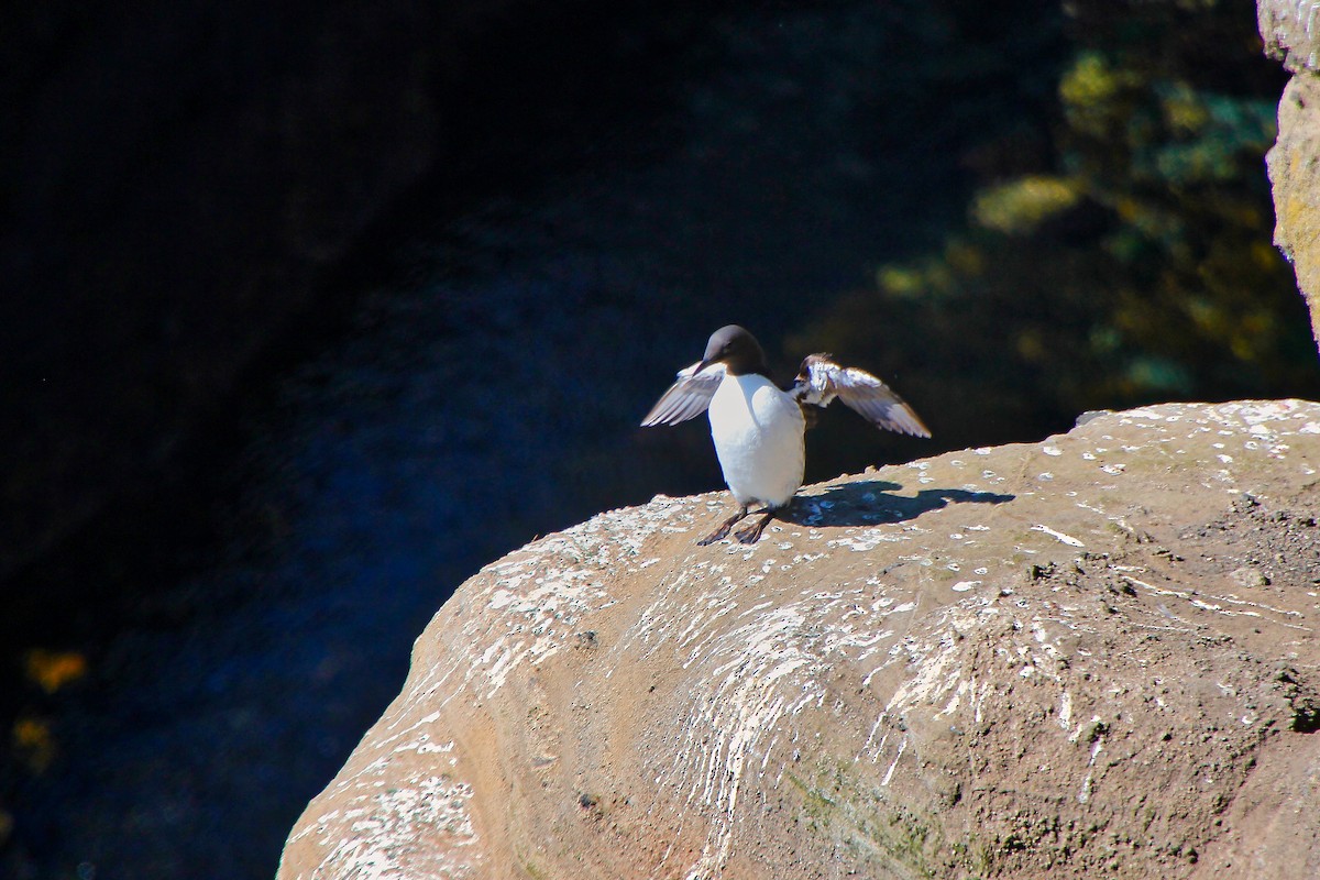 Common Murre - ML620886856