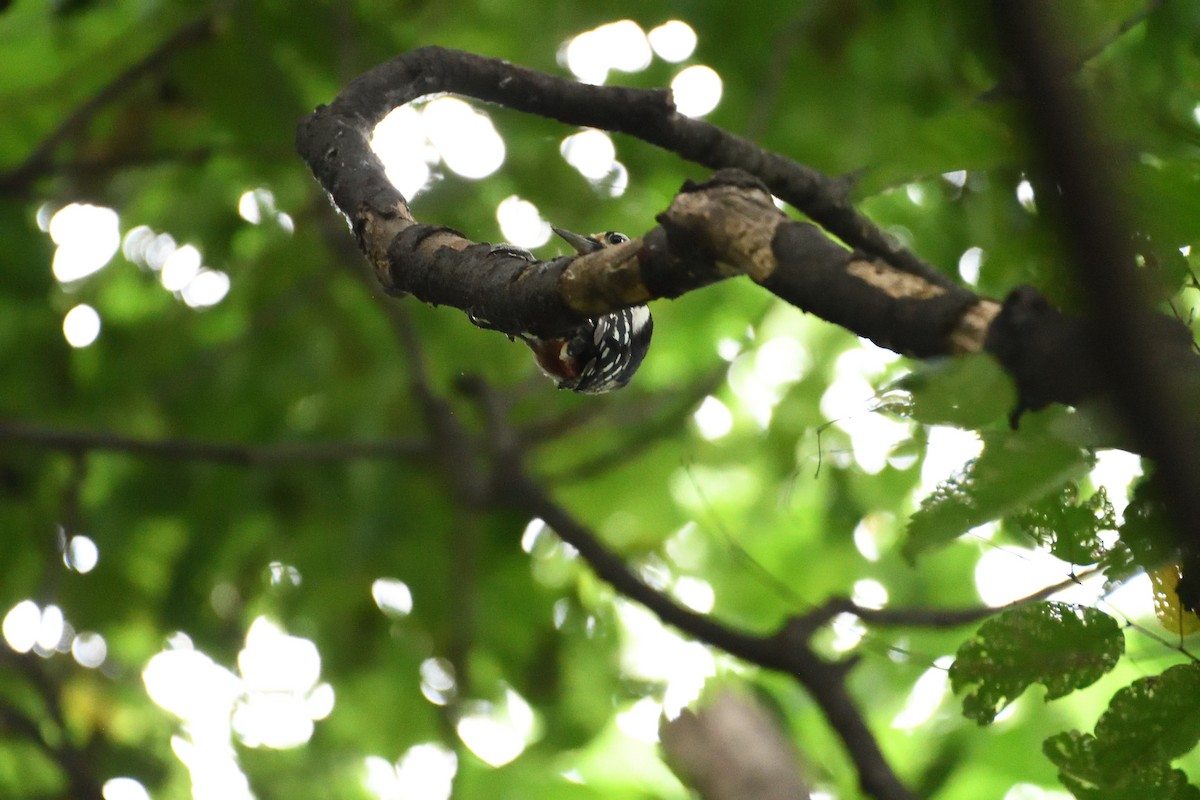 Great Spotted Woodpecker - ML620886863