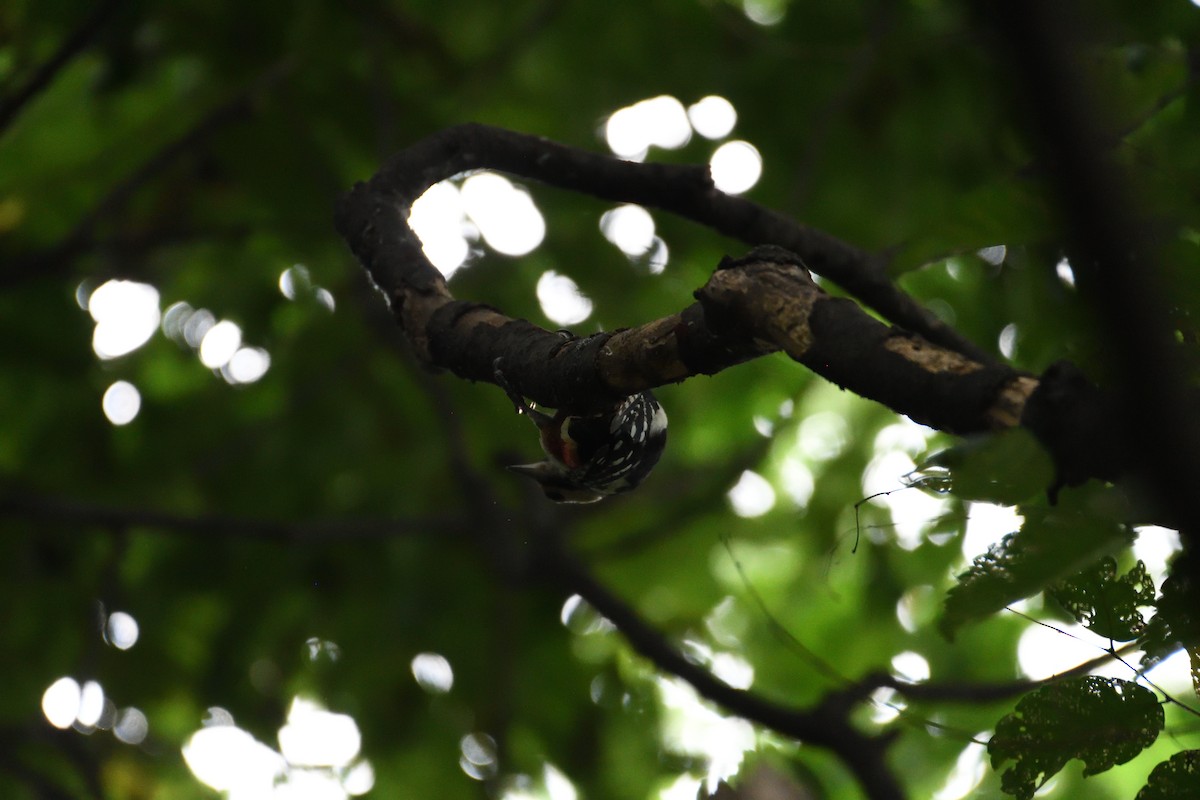 Great Spotted Woodpecker - ML620886864