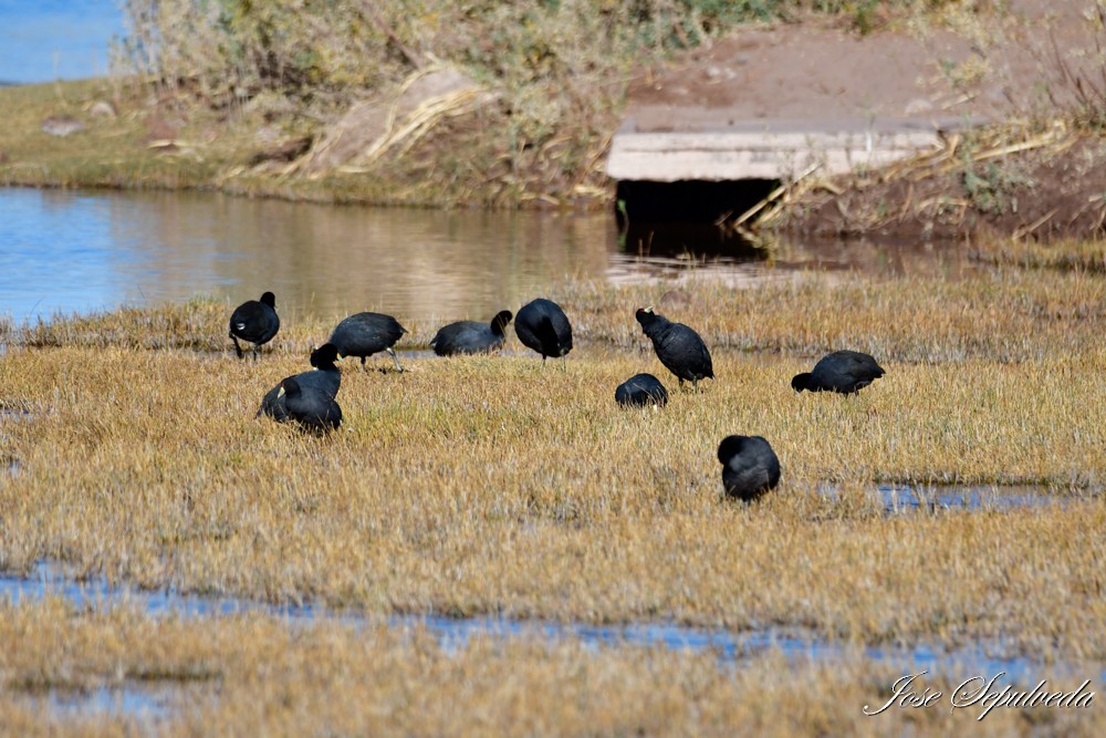 Slate-colored Coot - José Sepúlveda