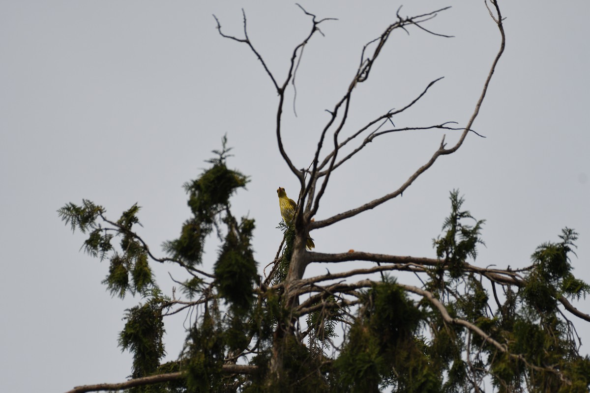 Black-naped Oriole - ML620886876