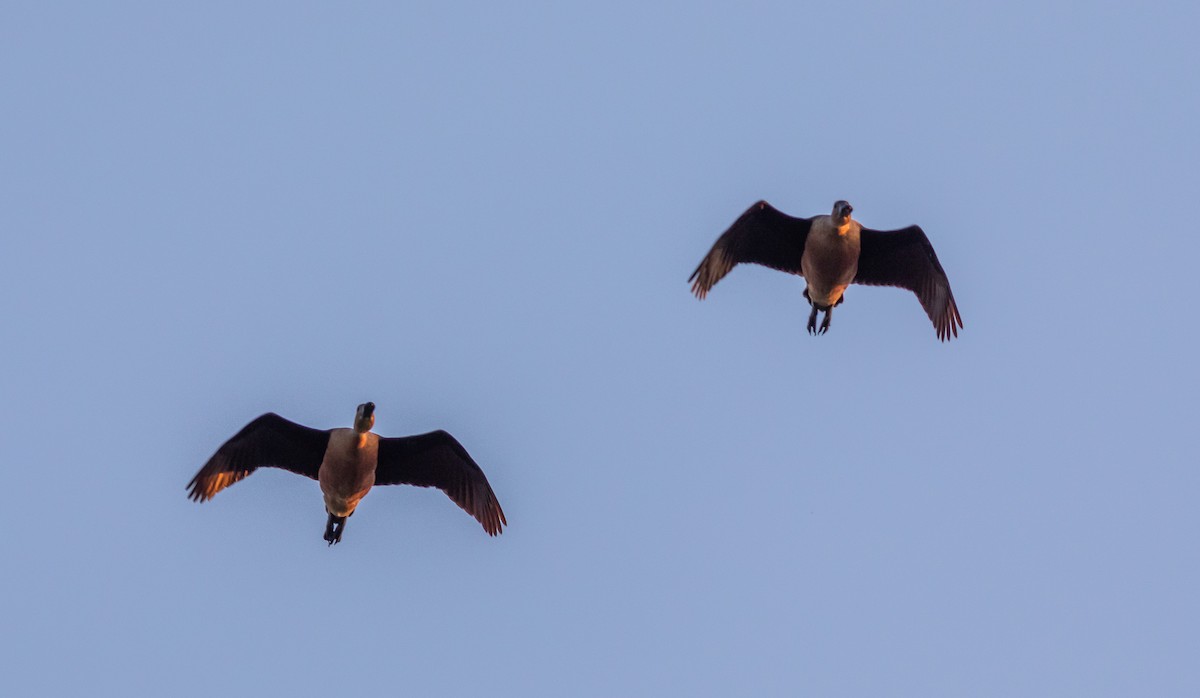 Fulvous Whistling-Duck - ML620886901