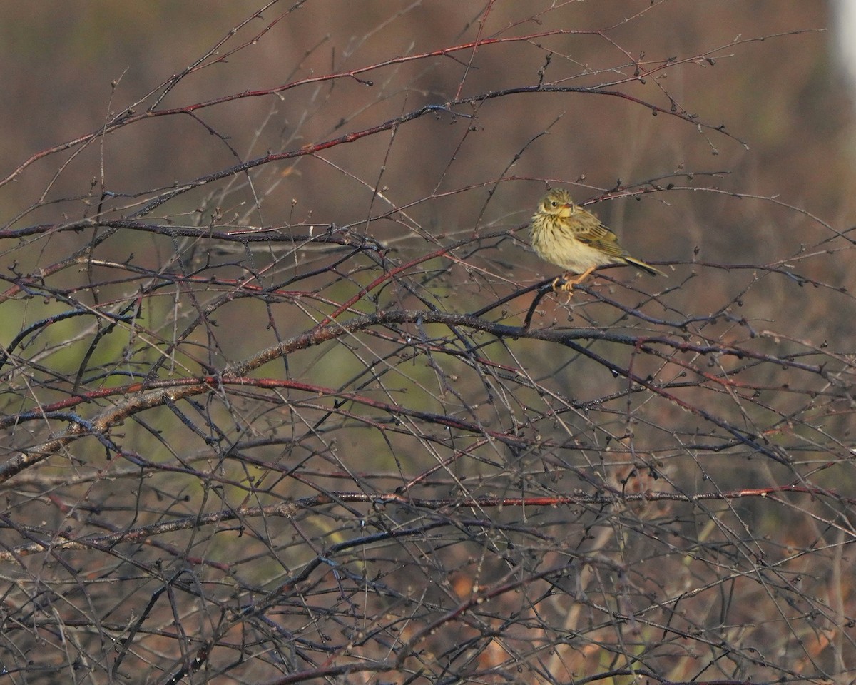 Pipit des arbres - ML620886903