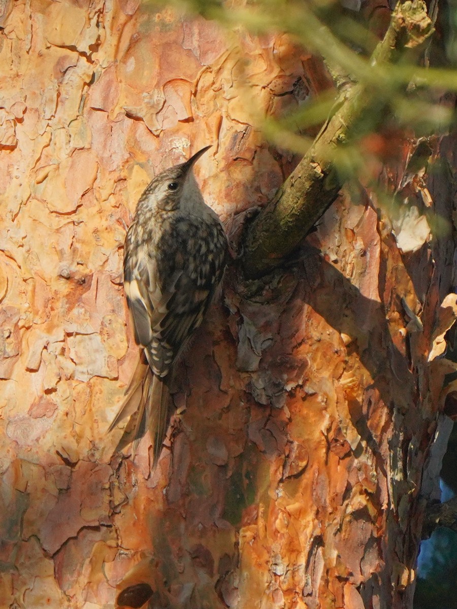 Short-toed Treecreeper - ML620886913