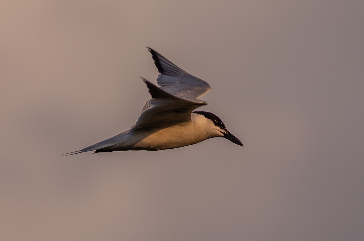 Gull-billed Tern - ML620886916