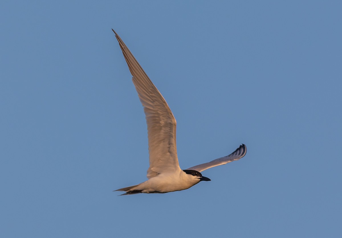 Gull-billed Tern - ML620886917