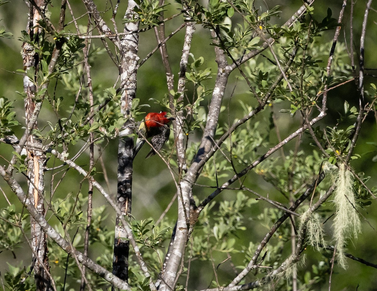 Pic à poitrine rouge - ML620886923