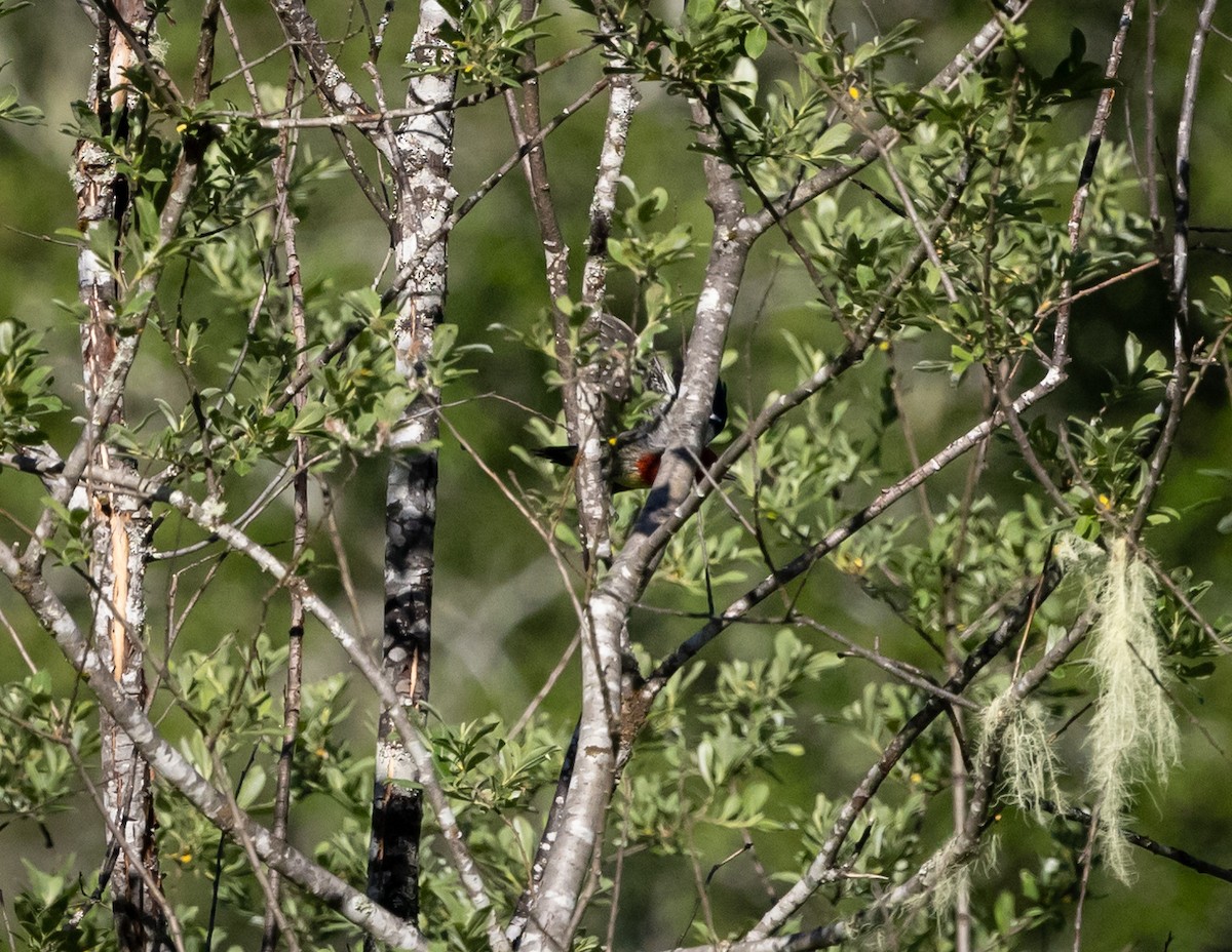 Red-breasted Sapsucker - ML620886924