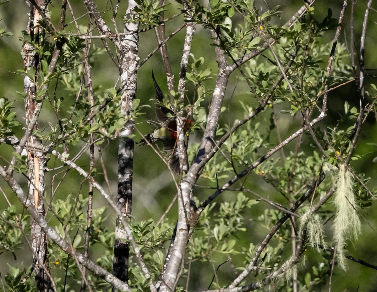Red-breasted Sapsucker - ML620886926