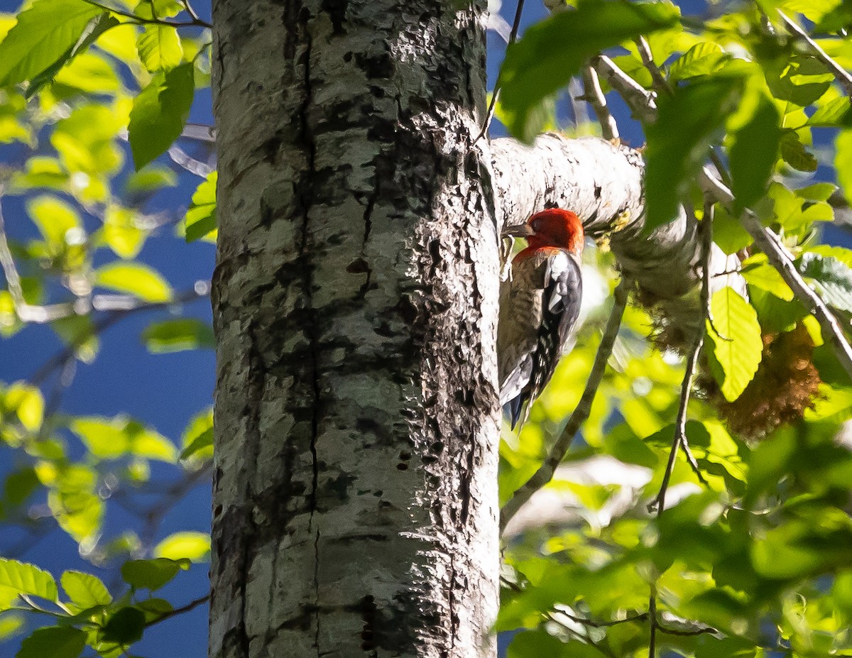 Red-breasted Sapsucker - ML620886928