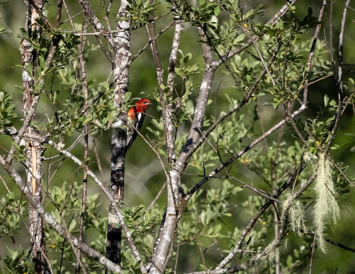 Red-breasted Sapsucker - ML620886929