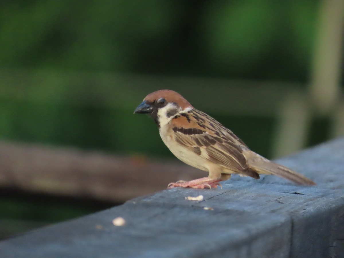 Eurasian Tree Sparrow - 韋勳 陳