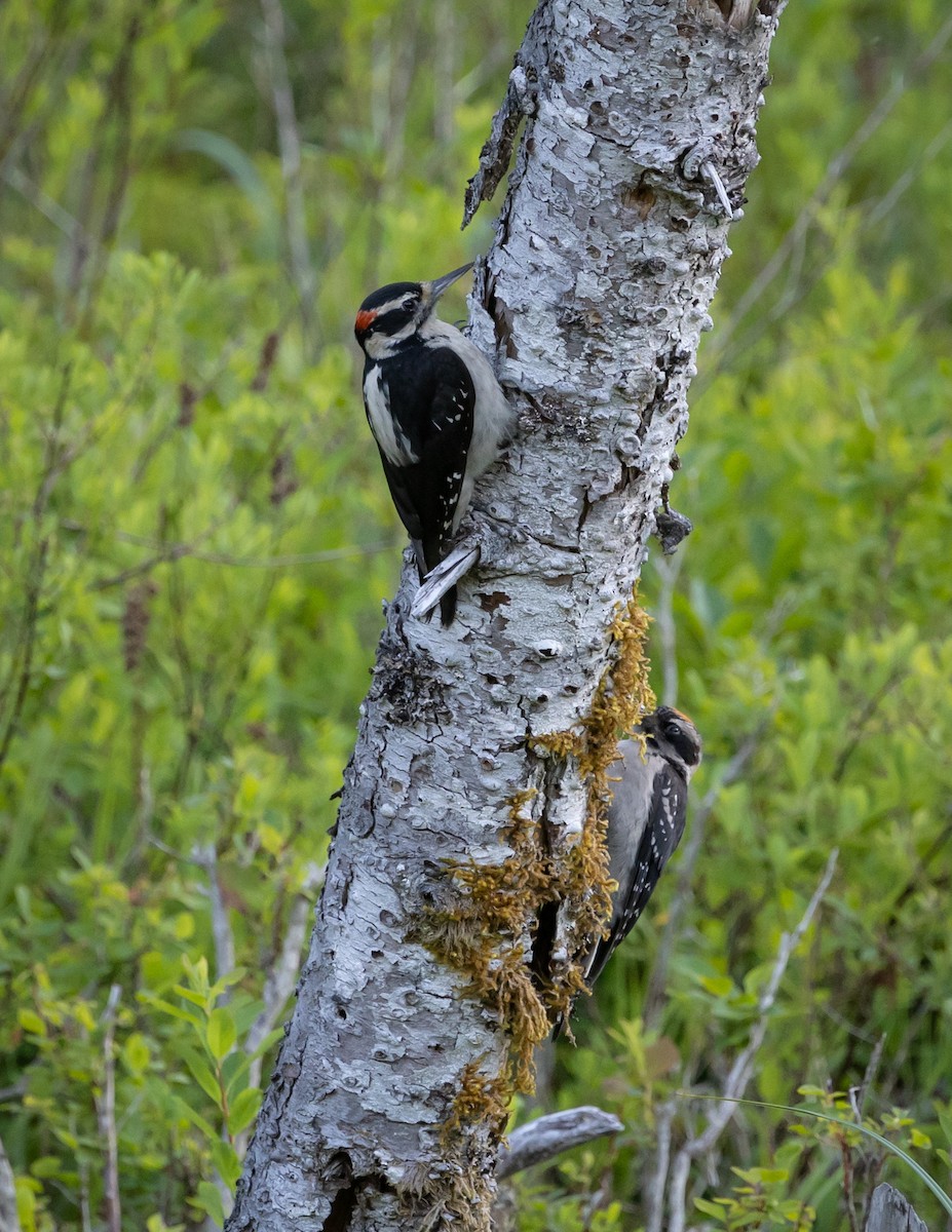 Hairy Woodpecker (Pacific) - ML620886947