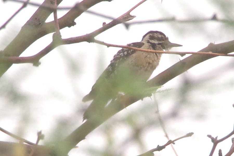 Ladder-backed Woodpecker - ML620886950