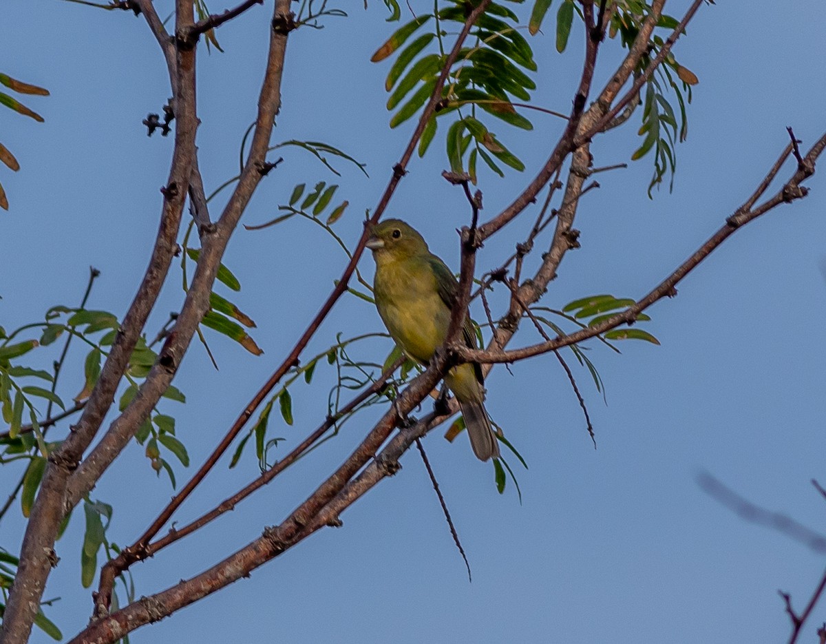 Painted Bunting - ML620886953