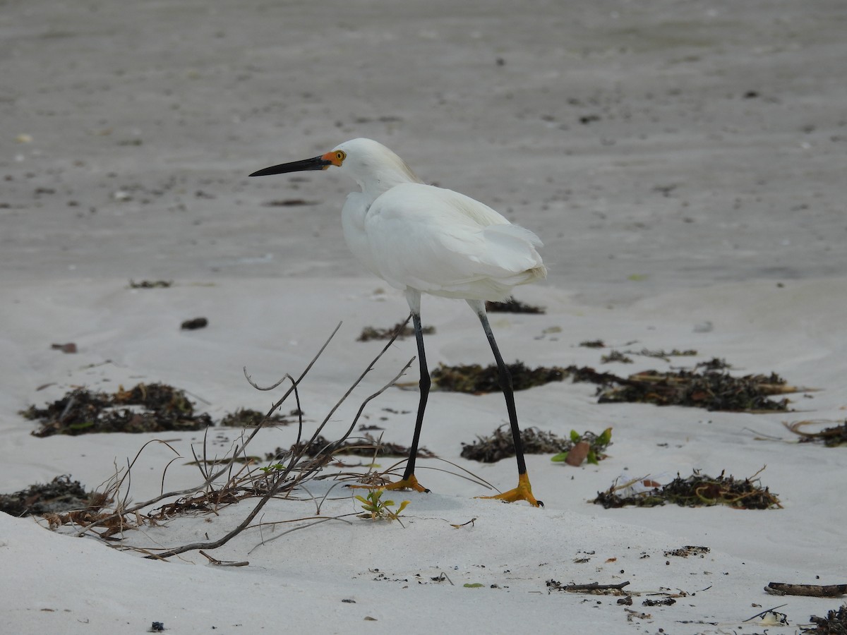 Snowy Egret - ML620886960