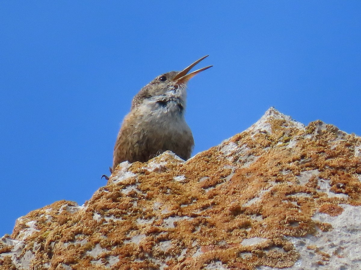 Canyon Wren - ML620886962