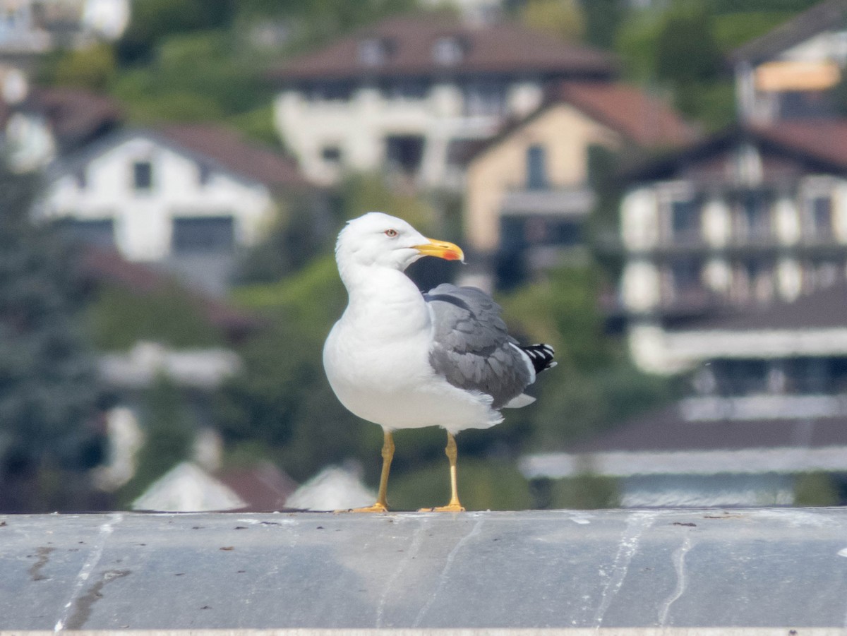 Yellow-legged Gull - ML620886967