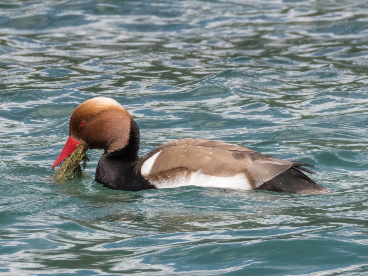 Red-crested Pochard - ML620886968