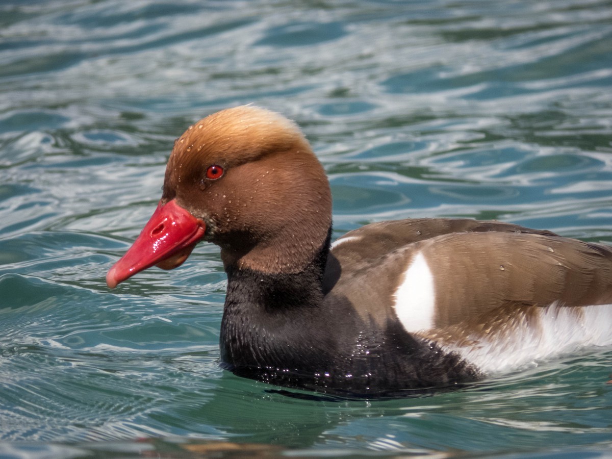 Red-crested Pochard - ML620886970