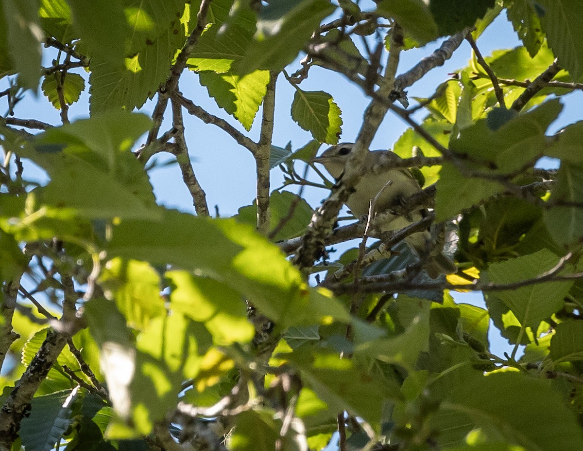 Warbling Vireo - ML620886980