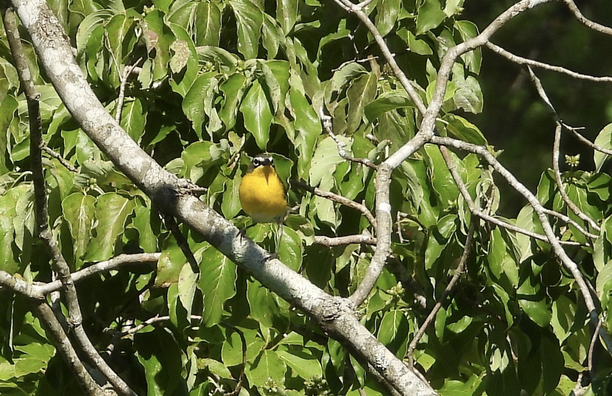 Yellow-breasted Chat - ML620886985