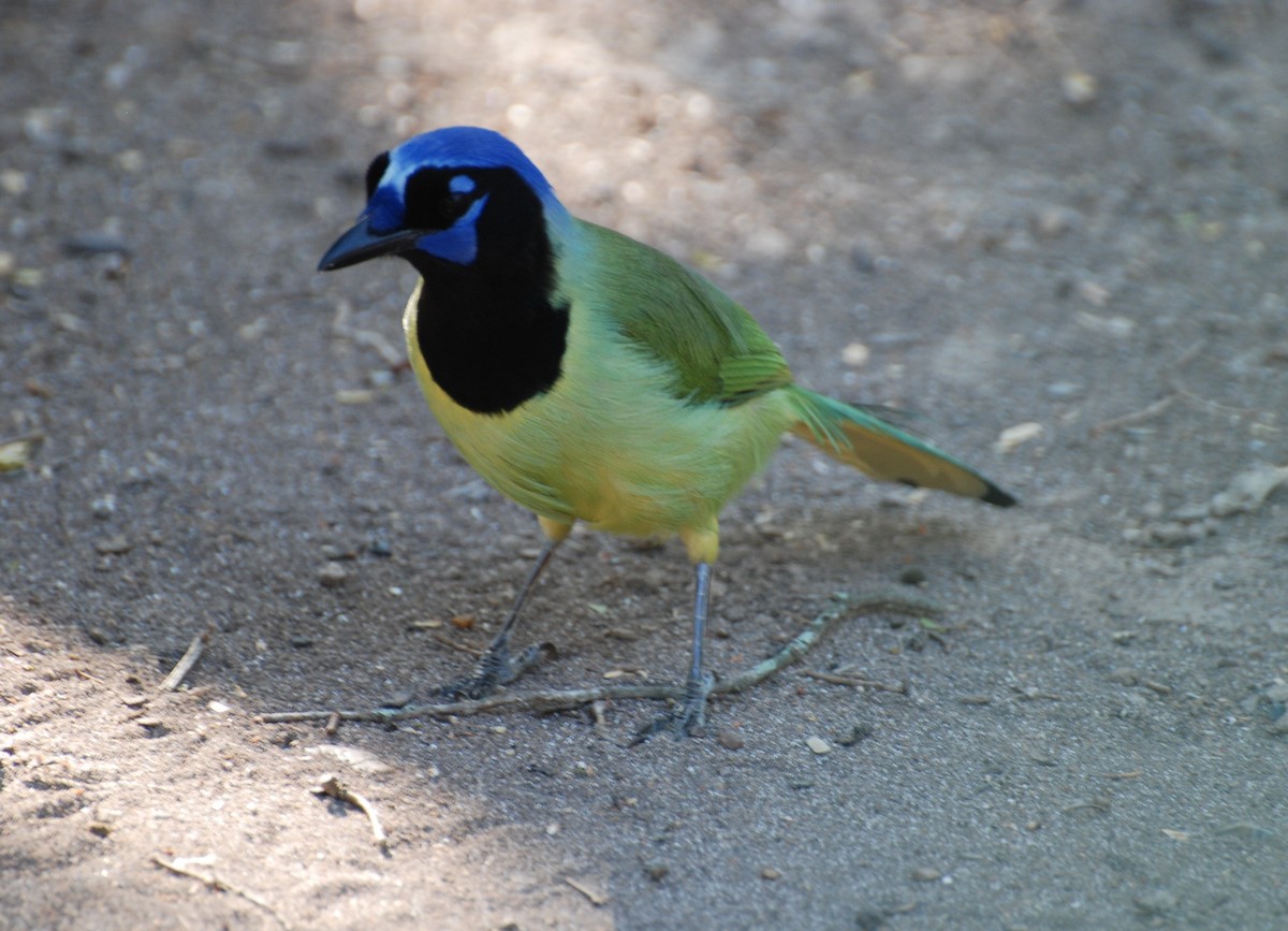 Green Jay - Kevin  Crilley