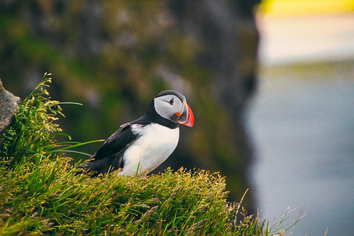 Atlantic Puffin - ML620886996