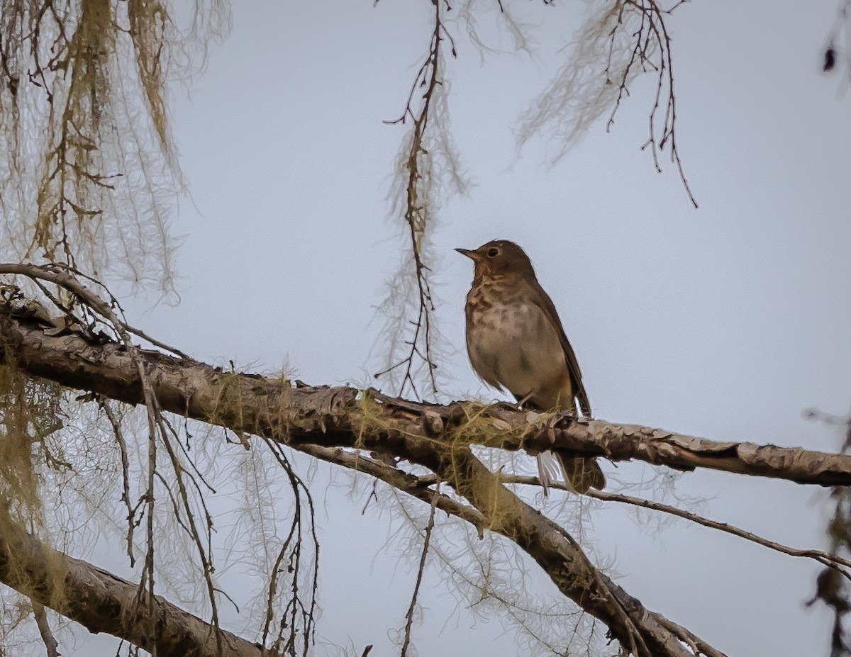 Swainson's Thrush - ML620887004