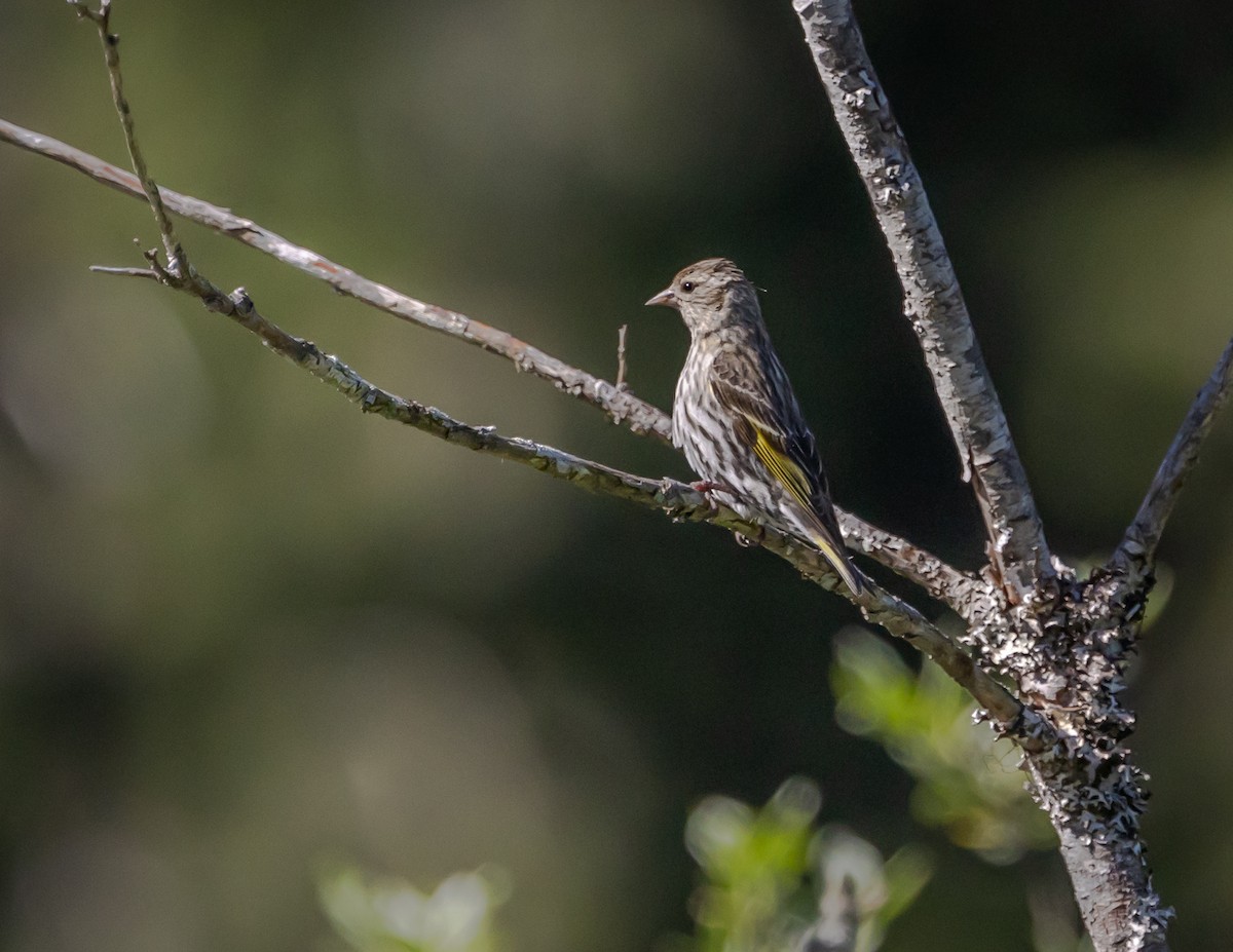 Pine Siskin - ML620887009