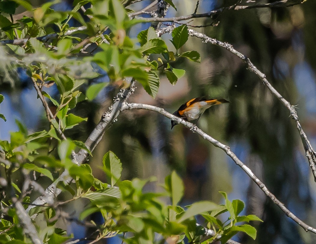 American Redstart - Nancy Schutt