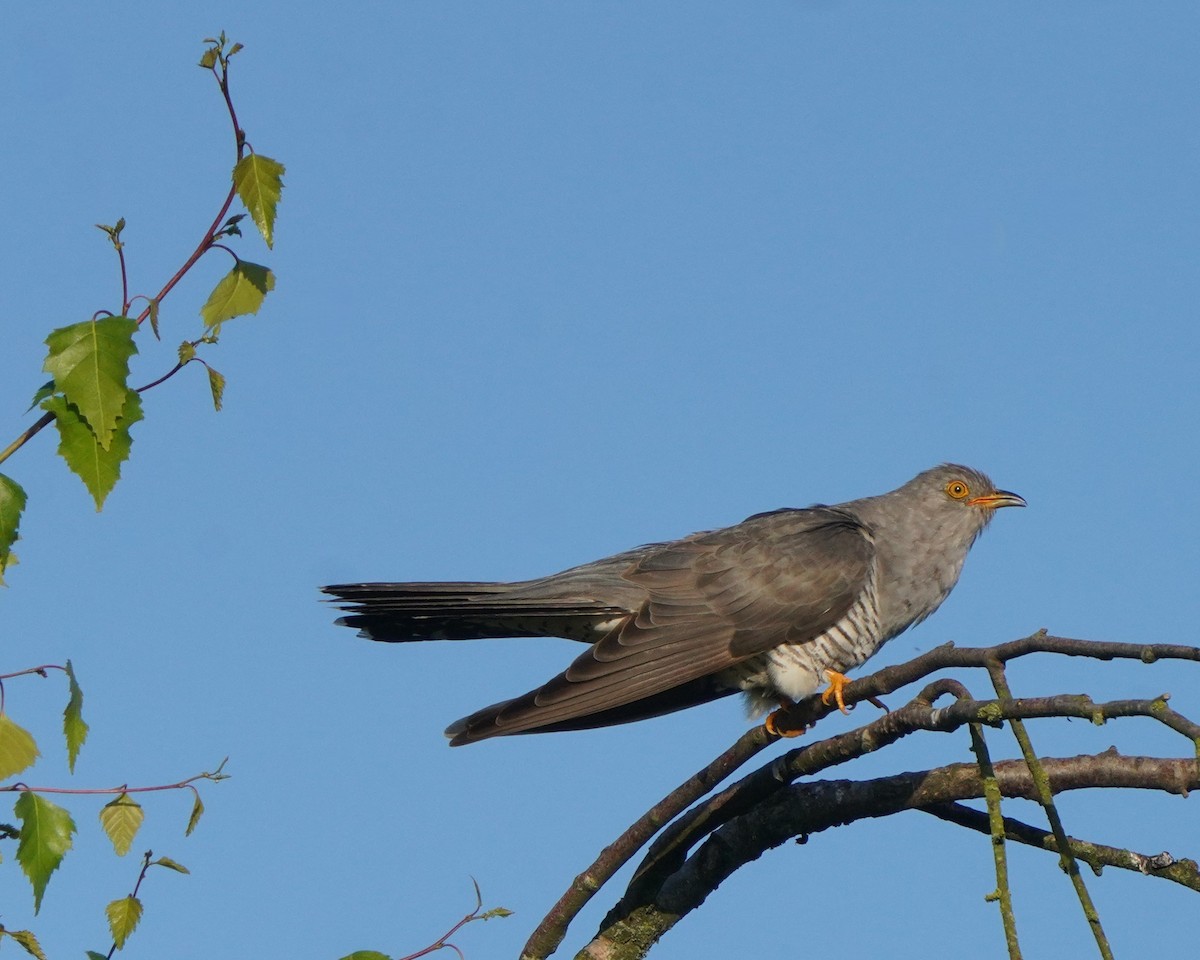 Common Cuckoo - ML620887032