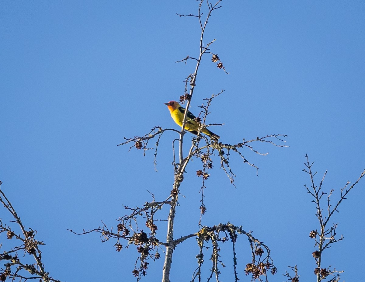 Western Tanager - ML620887037